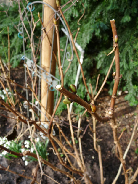 Muguri verzi la hortenzii. - 2021 - 01 - Primavara