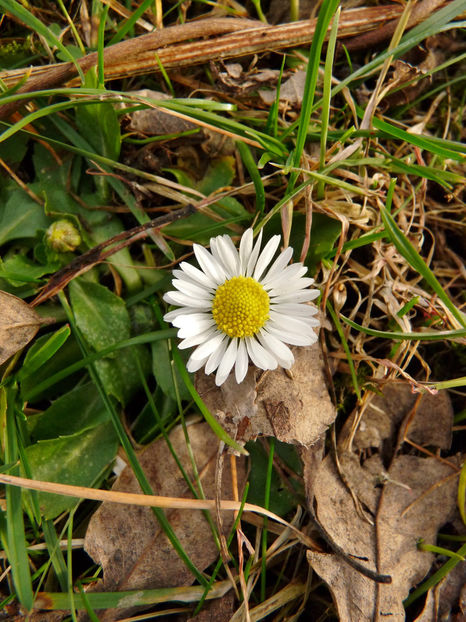  - 2021 - 01 - Primavara