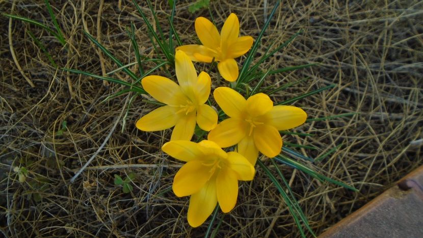 Febr.-mart. 2021 - Crocusi (Branduse) - Flori in plina iarna
