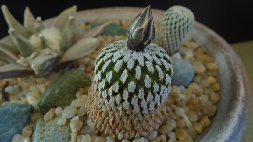 Turbinicarpus pseudopectinatus - Cactusi 2020 final de an