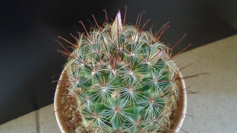 Mammillaria grahamii - Cactusi 2020 final de an