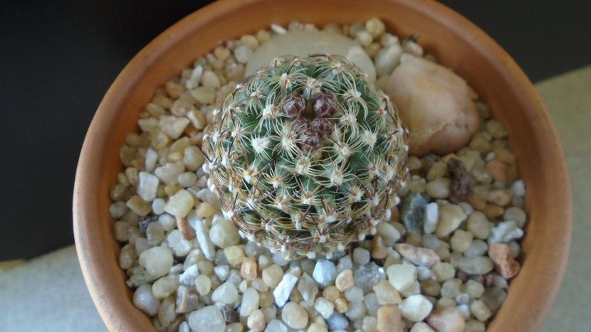 Pediocactus knowltonii - Cactusi 2020 final de an