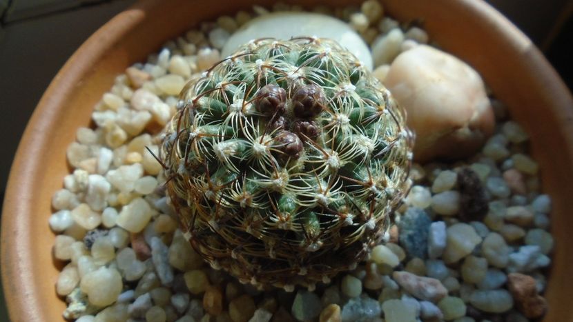 Pediocactus knowltonii - Cactusi 2020 final de an