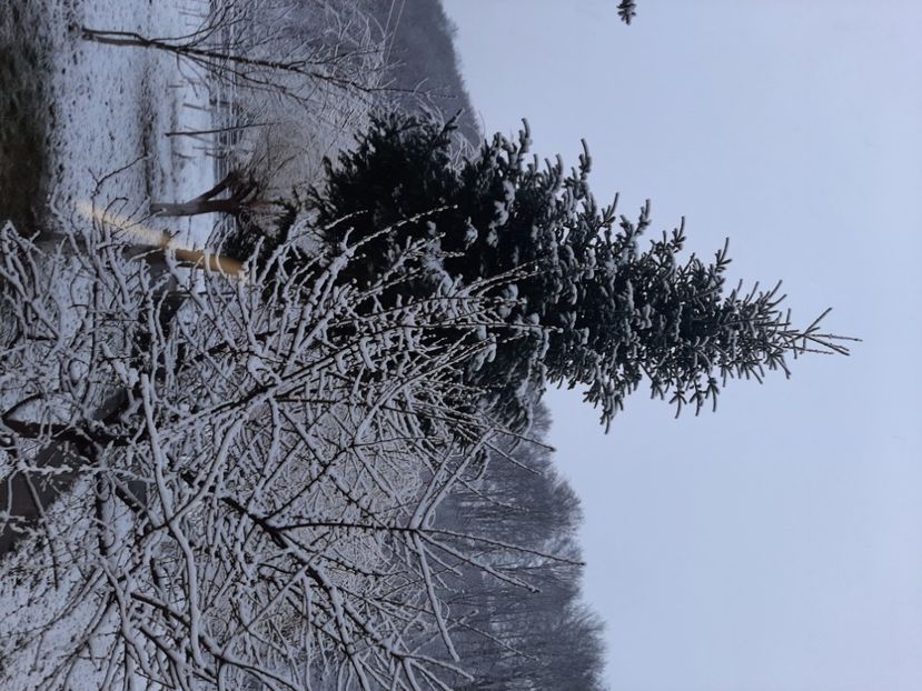  - Zăpadă în martie 2021