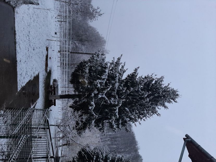  - Zăpadă în martie 2021