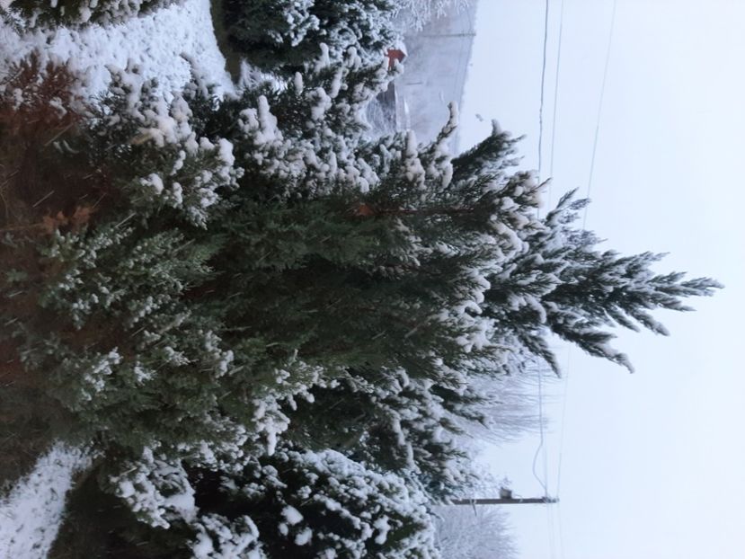  - Zăpadă în martie 2021