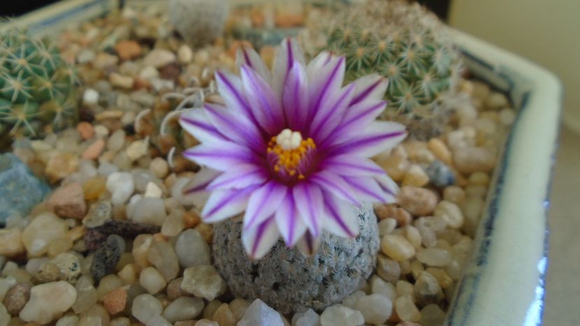 Turbinicarpus valdezianus, MM 96 Tecolotes, Zac. - Cactusi 2021
