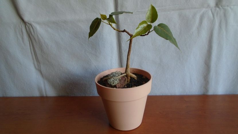 Ficus religiosa - Bonsai si prebonsai 2020-2023