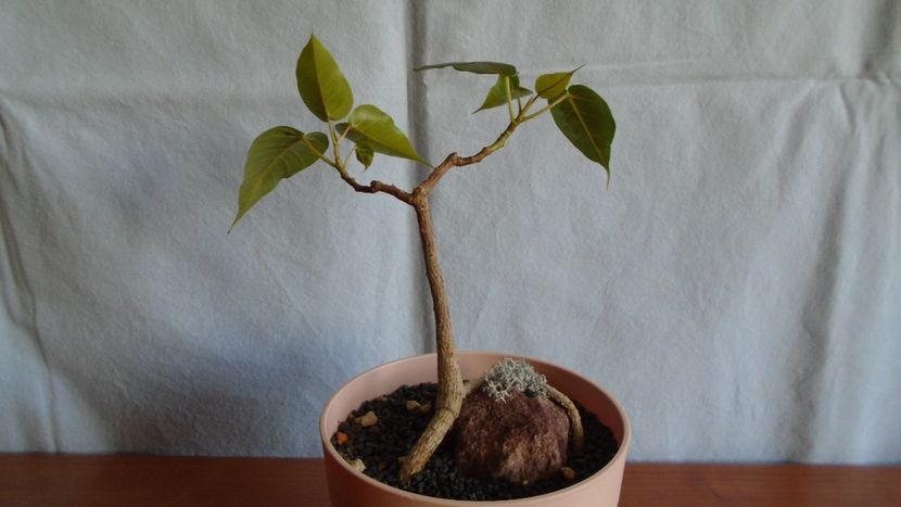 Ficus religiosa - Bonsai si prebonsai 2020-2023