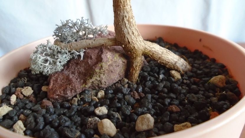 Ficus religiosa, detaliu - Bonsai si prebonsai 2020-2023