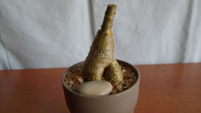 Pachypodium succulentum - Caudiciforme - pachycaule si bulboase 2021