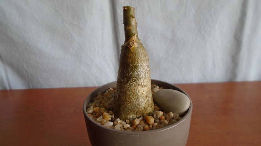 Pachypodium succulentum - Caudiciforme - pachycaule si bulboase 2021