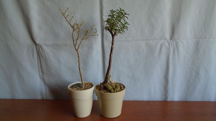 Euphorbia misera & Mestoklema arboriforme - Caudiciforme - pachycaule si bulboase 2020 bis