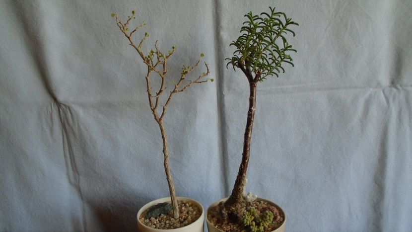 Euphorbia misera & Mestoklema arboriforme - Caudiciforme - pachycaule si bulboase 2020 bis