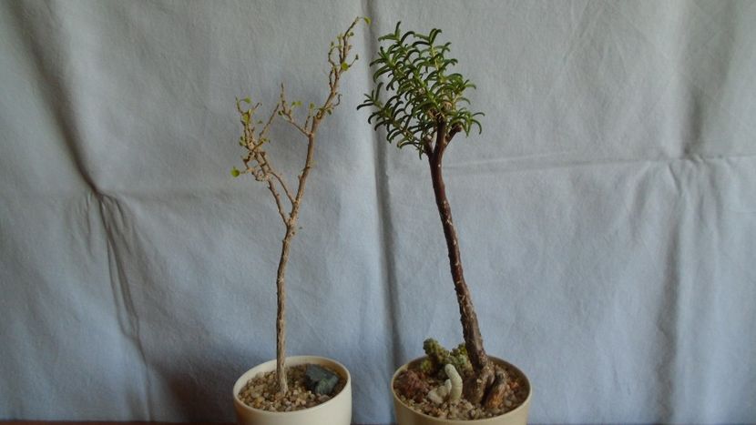 Euphorbia misera & Mestoklema arboriforme - Caudiciforme - pachycaule si bulboase 2020 bis