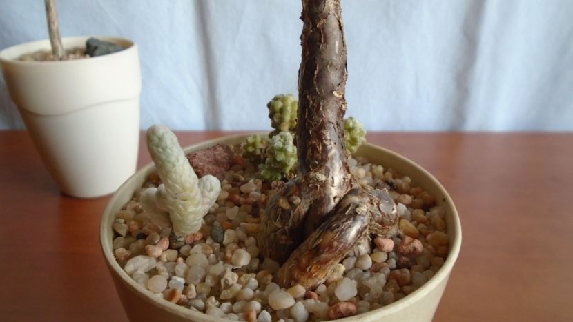 Mestoklema arboriforme - Caudiciforme - pachycaule si bulboase 2020 bis