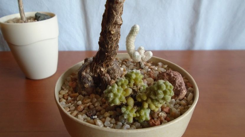 Mestoklema arboriforme - Caudiciforme - pachycaule si bulboase 2020 bis