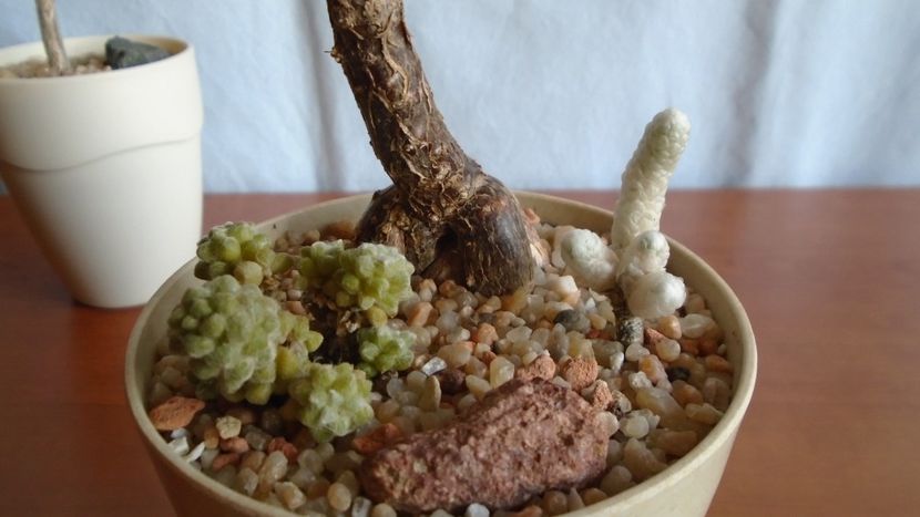 Mestoklema arboriforme - Caudiciforme - pachycaule si bulboase 2020 bis
