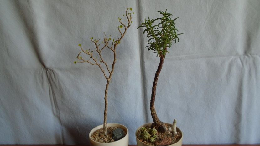 Euphorbia misera & Mestoklema arboriforme - Caudiciforme - pachycaule si bulboase 2020 bis