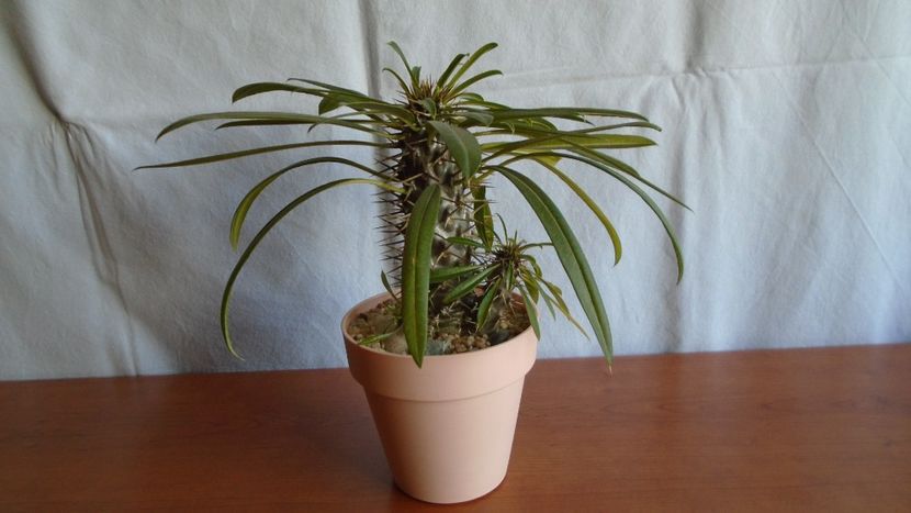 Pachypodium lamerei - Caudiciforme - pachycaule si bulboase 2020 bis