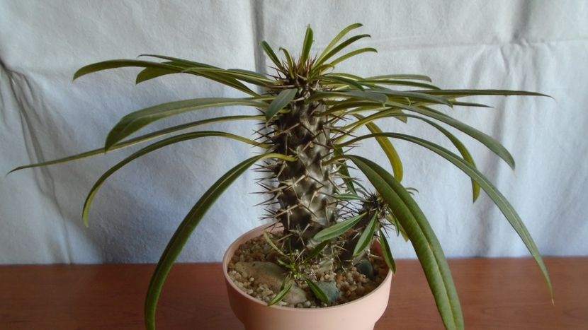 Pachypodium lamerei - Caudiciforme - pachycaule si bulboase 2020 bis