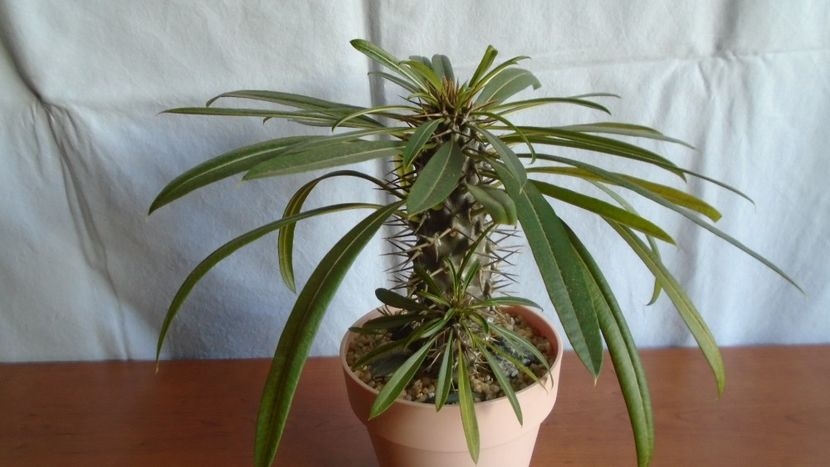 Pachypodium lamerei - Caudiciforme - pachycaule si bulboase 2020 bis