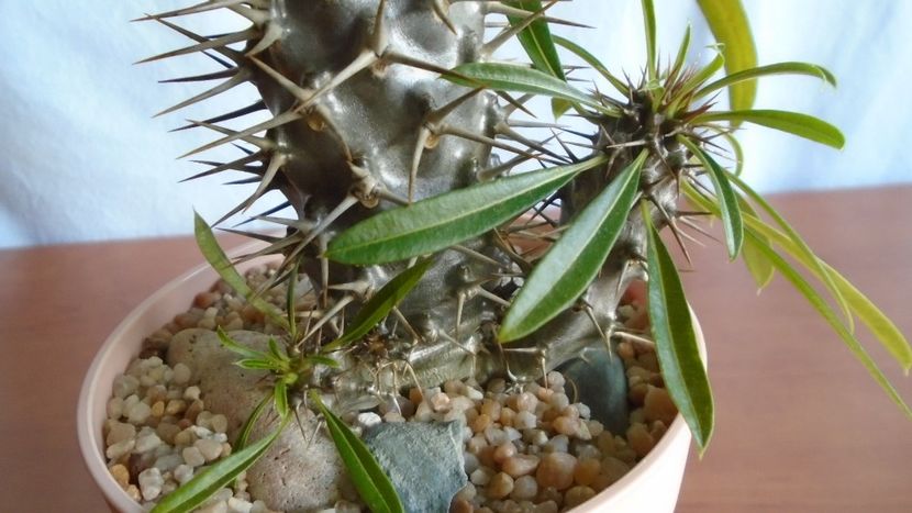 Pachypodium lamerei - Caudiciforme - pachycaule si bulboase 2020 bis