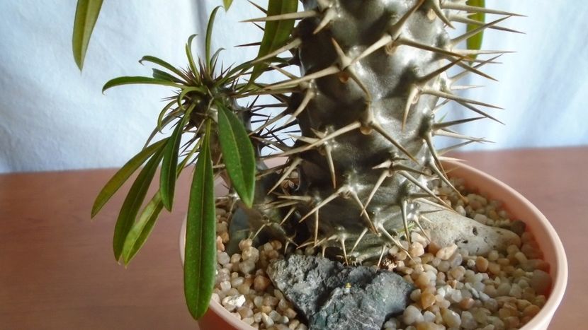 Pachypodium lamerei - Caudiciforme - pachycaule si bulboase 2020 bis