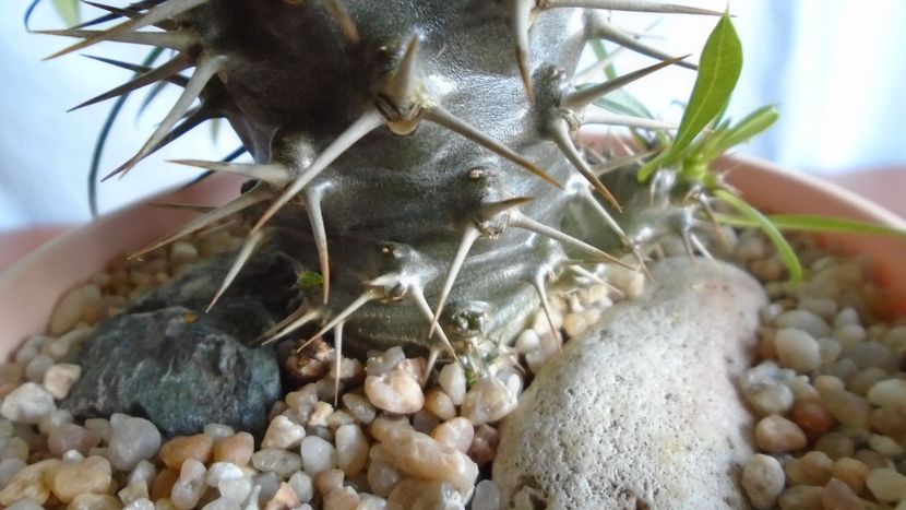Pachypodium lamerei - Caudiciforme - pachycaule si bulboase 2020 bis
