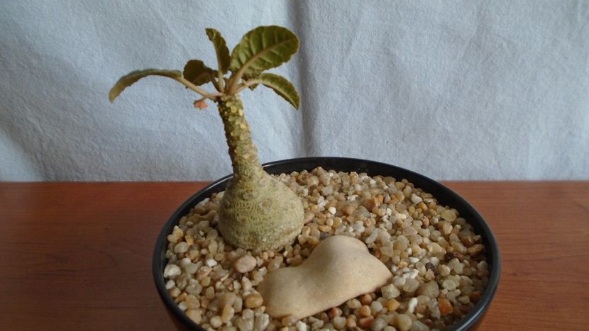 Dorstenia foetida - Caudiciforme - pachycaule si bulboase 2020 bis