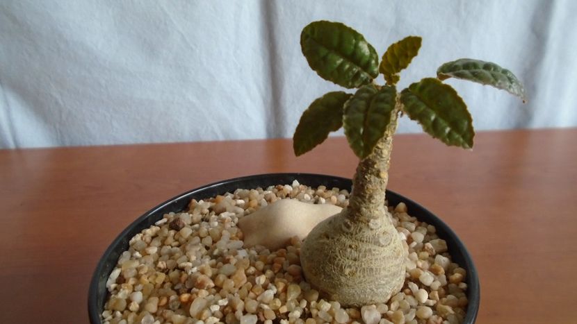 Dorstenia foetida - Caudiciforme - pachycaule si bulboase 2020 bis