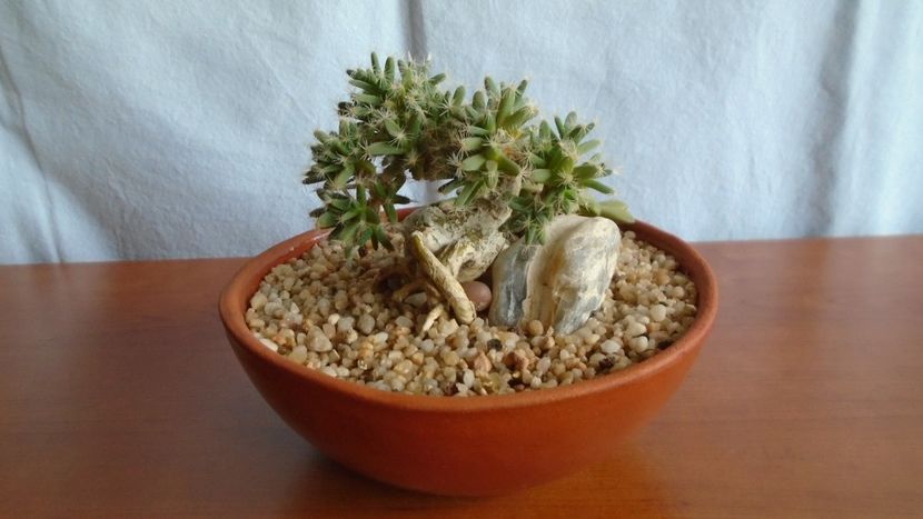 Trichodiadema densum - Caudiciforme - pachycaule si bulboase 2020 bis
