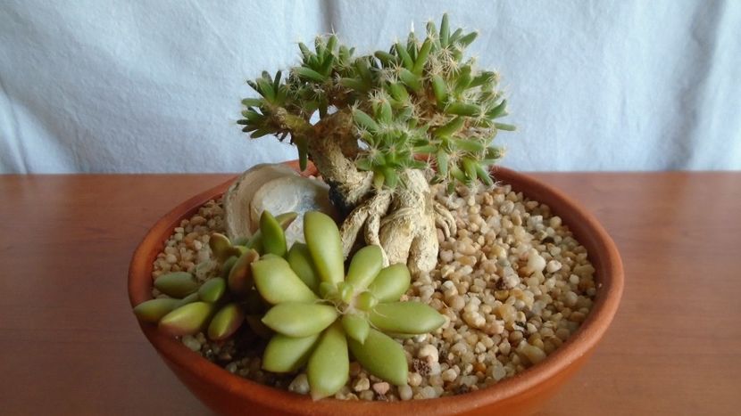 Trichodiadema densum - Caudiciforme - pachycaule si bulboase 2020 bis
