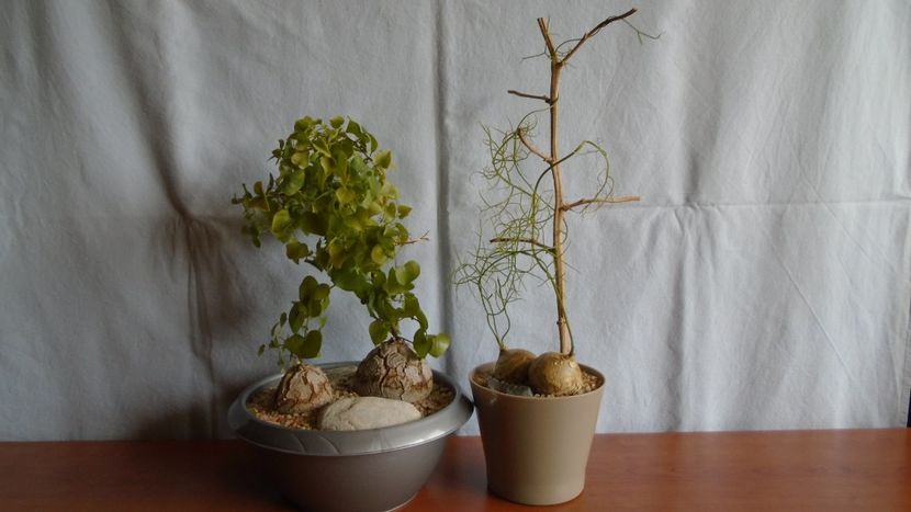 Dioscorea elephantipes & Bowiea volubilis - Caudiciforme - pachycaule si bulboase 2020 bis