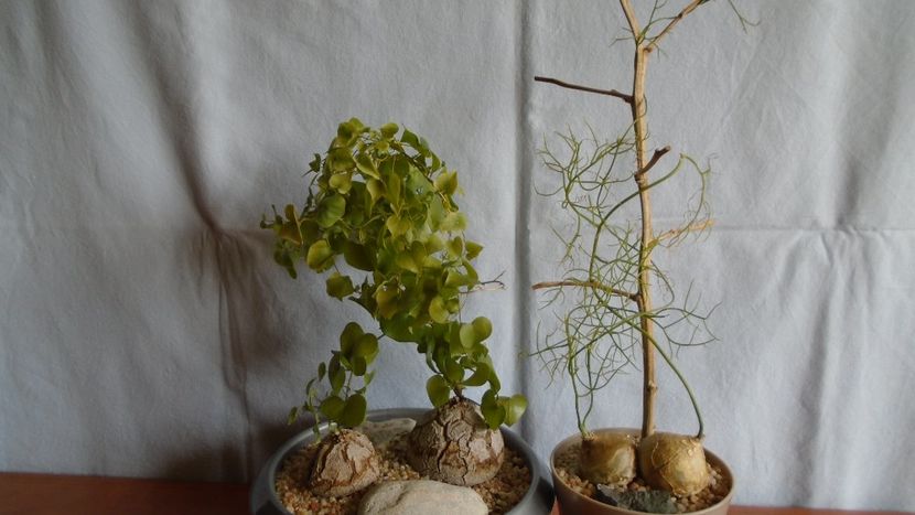 Dioscorea elephantipes & Bowiea volubilis - Caudiciforme - pachycaule si bulboase 2020 bis
