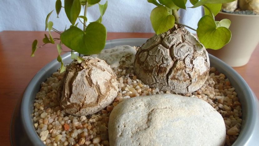 Dioscorea elephantipes - Caudiciforme - pachycaule si bulboase 2020 bis