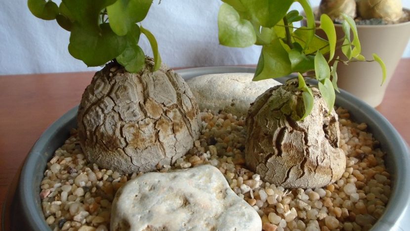 Dioscorea elephantipes - Caudiciforme - pachycaule si bulboase 2020 bis