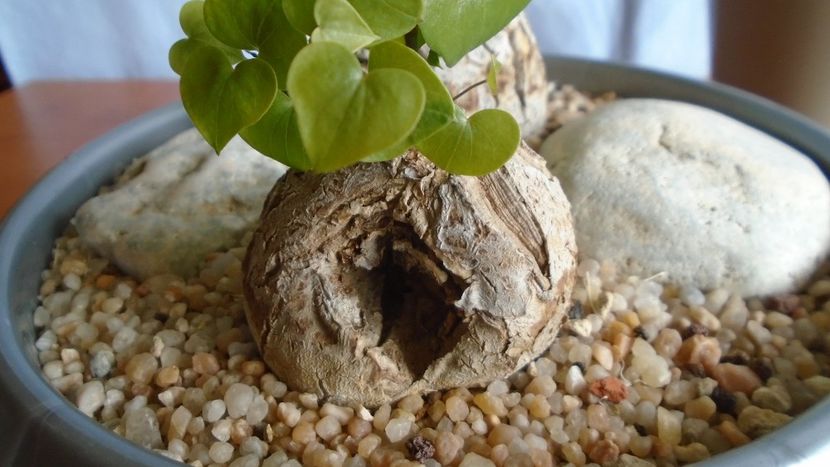 Dioscorea elephantipes - Caudiciforme - pachycaule si bulboase 2020 bis