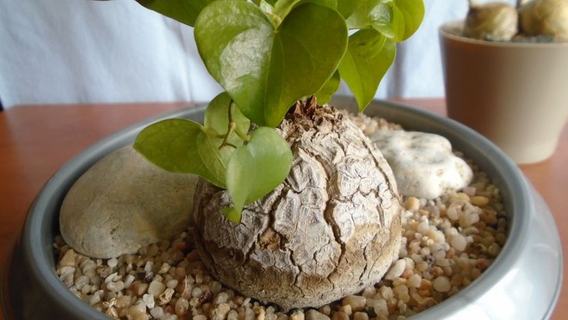 Dioscorea elephantipes - Caudiciforme - pachycaule si bulboase 2020 bis
