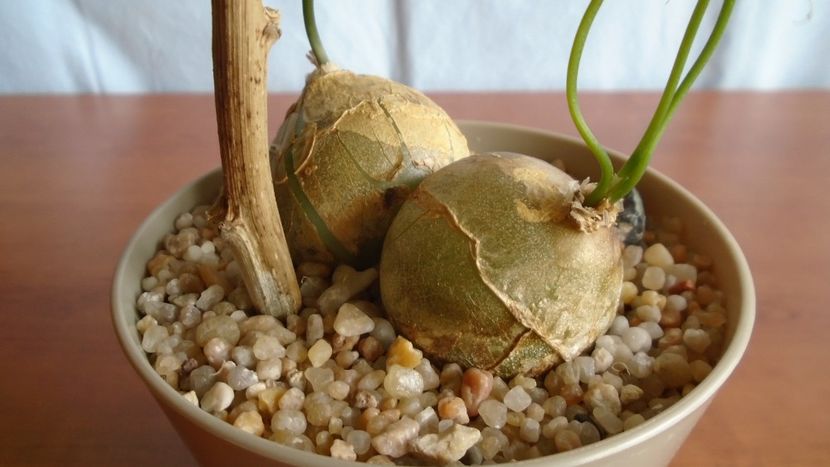 Bowiea volubilis - Caudiciforme - pachycaule si bulboase 2020 bis