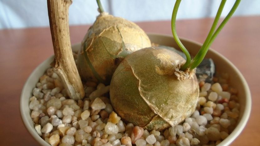 Bowiea volubilis - Caudiciforme - pachycaule si bulboase 2020 bis