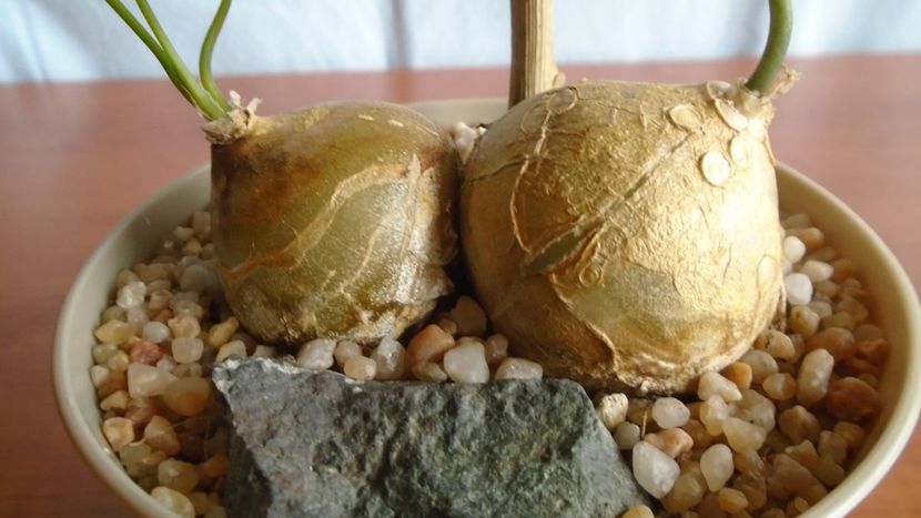 Bowiea volubilis - Caudiciforme - pachycaule si bulboase 2020 bis