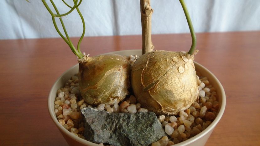Bowiea volubilis - Caudiciforme - pachycaule si bulboase 2020 bis