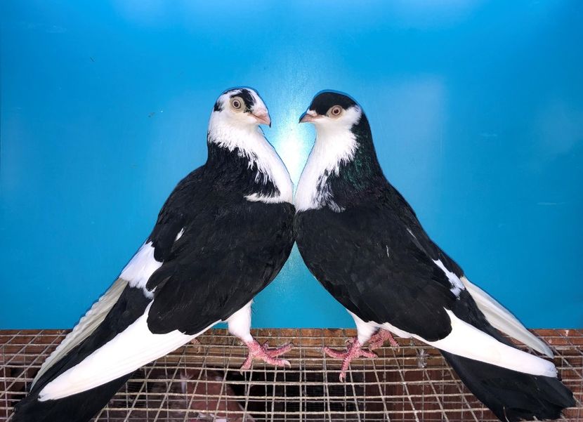 perechea  13 - B - perechi 2021