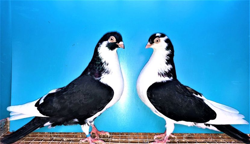 perechea  17 - B - perechi 2021