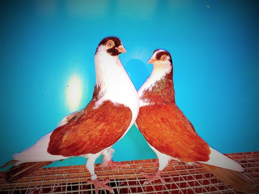 perechea  47 - B - perechi 2021