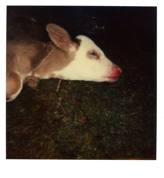 Balanta - Balanta 1992