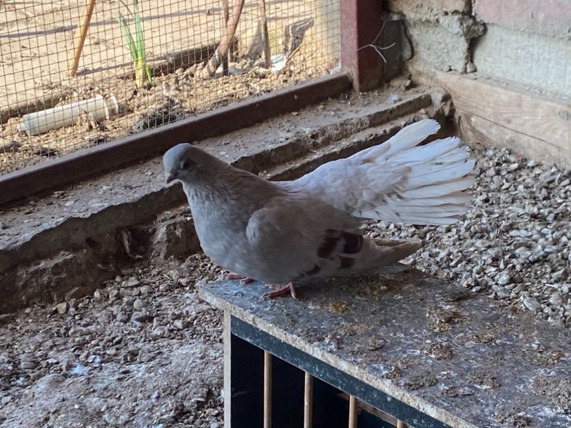 1D1EB5E3-1F8C-44EC-BAC4-D45D0B780CE2 - Zburători Argintii