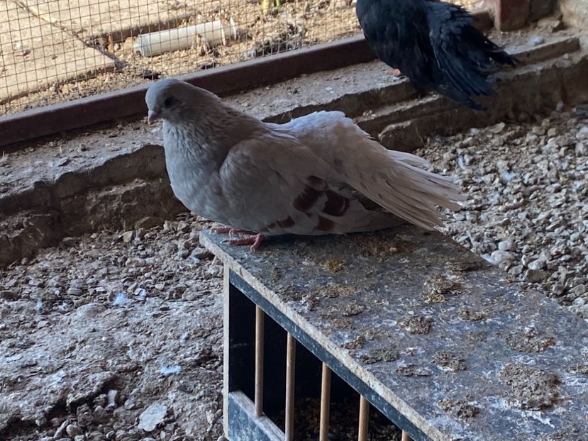 D5710B04-FFF3-43E2-A9ED-AAA1BC428371 - Zburători Argintii