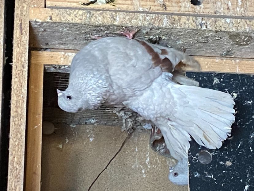 0EA41309-E3F2-4492-8BE0-62BB506BC5BA - Zburători Argintii